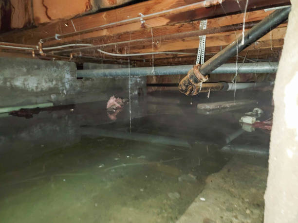 Best Mold removal after water damage  in USA